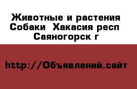 Животные и растения Собаки. Хакасия респ.,Саяногорск г.